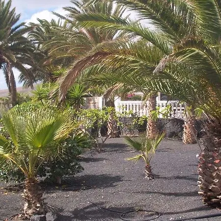 فيلة Dalylu
